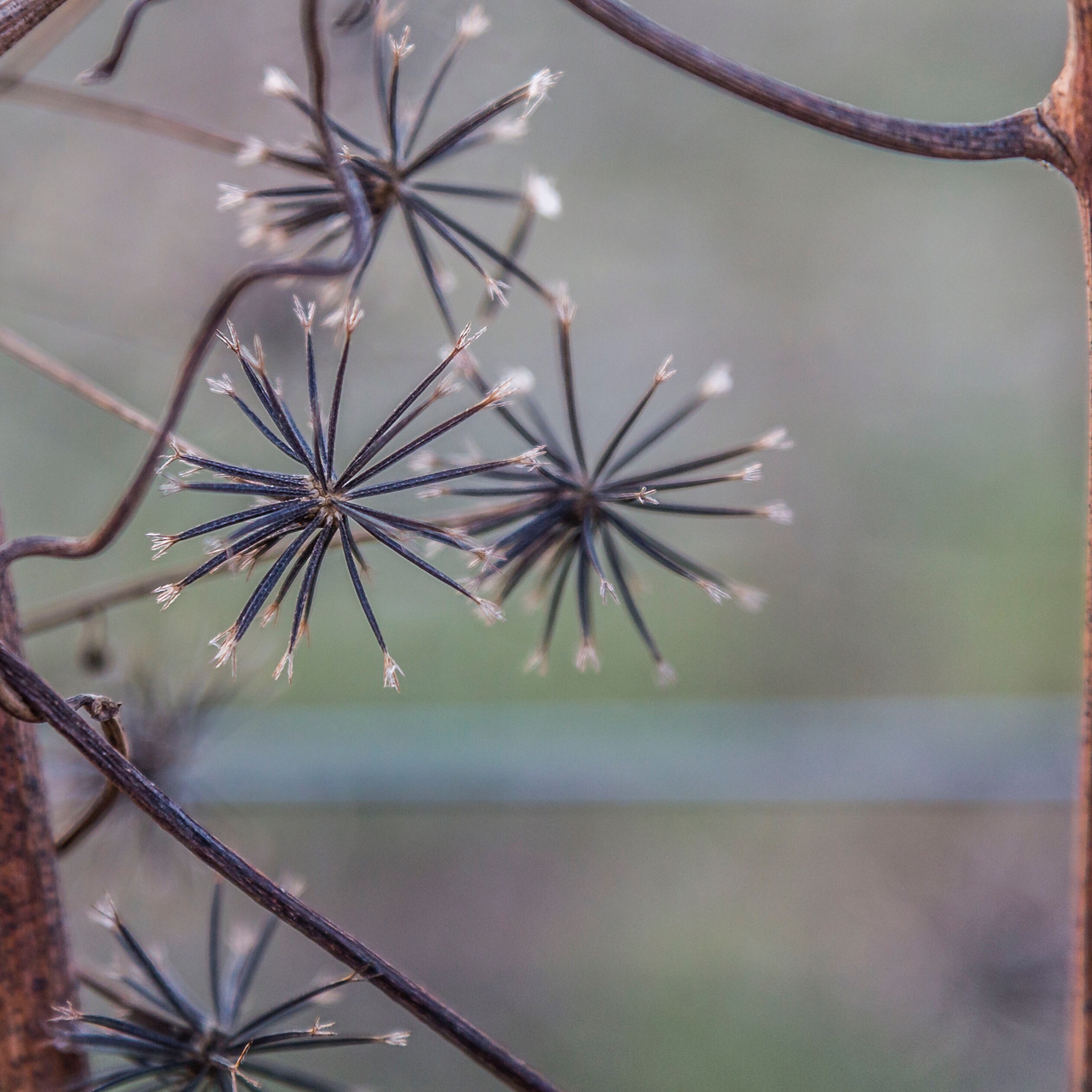 Nature Naturephotography Macro Image By Inus