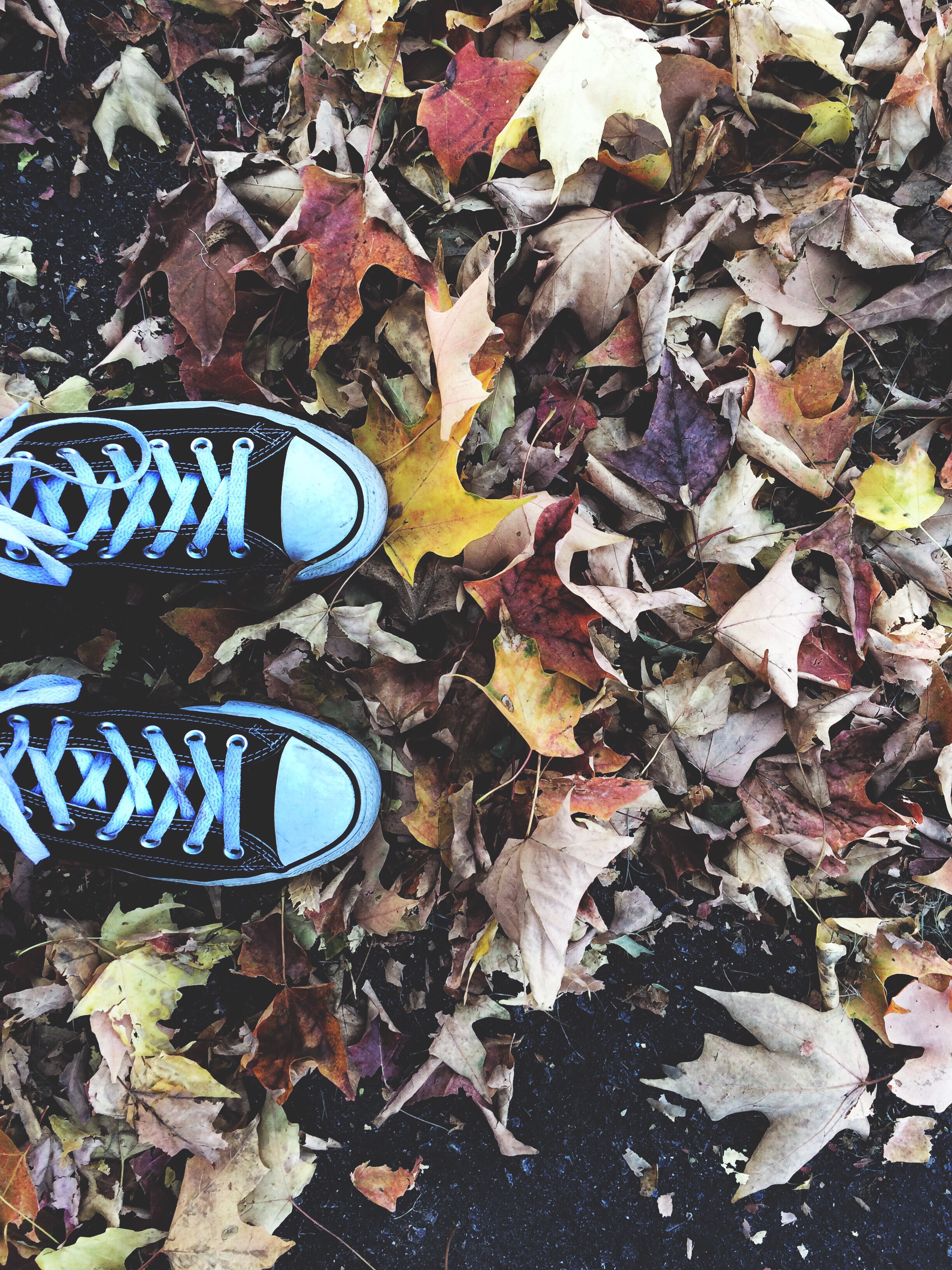 autumn converse