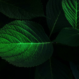 leaves glowing nature