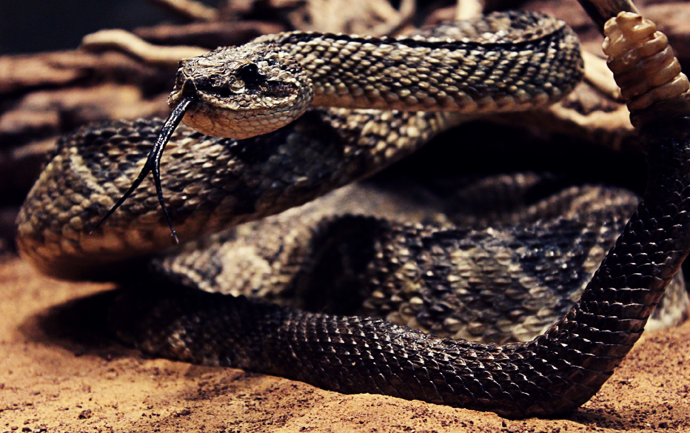 Snake Schlange Animal Nature Natur Tier Image By Maxx