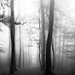 wppspooky tree fog blackandwhite